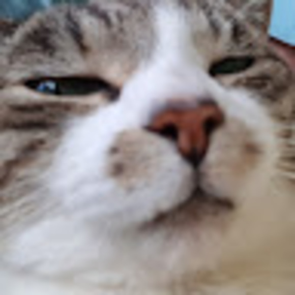sandycapotosto2